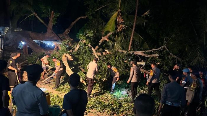 Petugas kepolisian bersama warga mengevakuasi pohon gepah berukuran besar yang tumbang di area Pura Segara Penataran Ped, Nusa Penida, Klungkung, Rabu (5/11/2025) malam. (Foto: Istimewa)