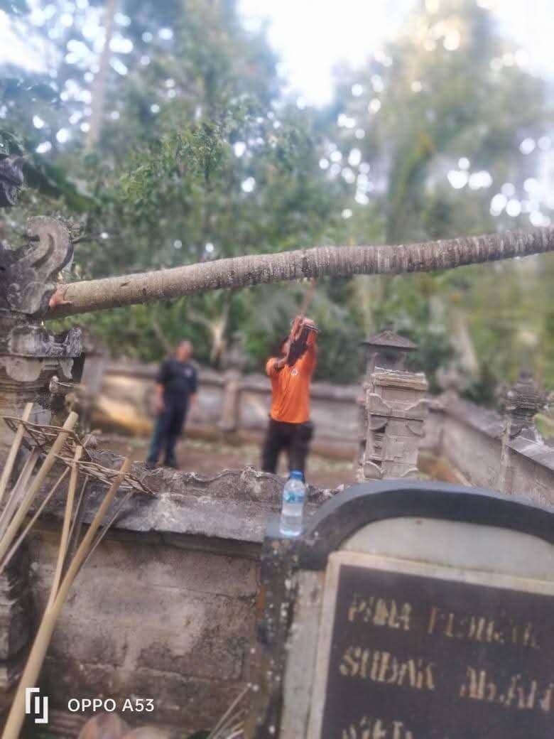 Petugas gabungan dari Polsek Selemadeg dan BPBD Kabupaten Tabanan melakukan pemotongan serta evakuasi pohon kelapa yang tumbang akibat angin kencang dan menimpa Pura Bedugul Subak Abian Mertasari di Desa Selemadeg, Kecamatan Selemadeg, Tabanan, guna mempercepat pemulihan area pura. (Foto: Istimewa)