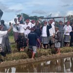 “Bupati Tabanan I Komang Gede Sanjaya bersama Wakil Bupati I Made Dirga dan masyarakat Desa Jatiluwih secara simbolis melepas atap seng pada bangunan di kawasan persawahan Jatiluwih, Kecamatan Penebel, Senin (5/1/2026), sebagai hasil kesepakatan bersama demi menjaga kelestarian lanskap subak Warisan Budaya Dunia UNESCO. (Foto: Istimewa)”